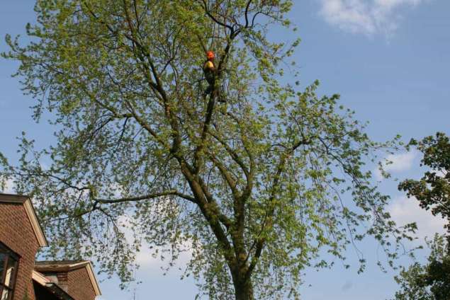 bomen rooien Ruurlo Rumpt Rozendaal Rossum Rome Roekel Rijswijk Rijkerswoerd Rietmolen Rhienderen Rhenoy Rha Ressen Respelhoek Reeth Ravenswaaij Ratum Randwijk Rafelder Raayen Quatre BRas Puiflijk